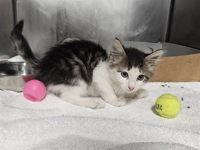 Sonny - Domestic Medium Hair