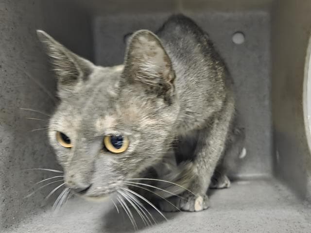 Maggie - Domestic Short Hair