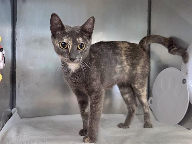 Maggie - Domestic Short Hair