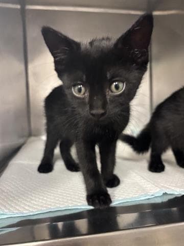 Celeste - Domestic Short Hair