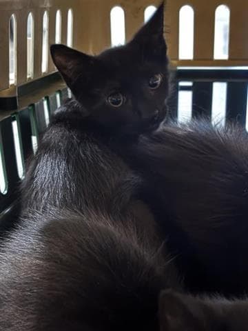 Miller - Domestic Short Hair