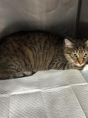 Toad - Domestic Short Hair