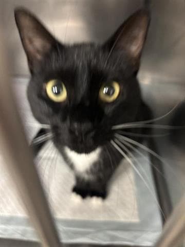 Hex - Domestic Short Hair