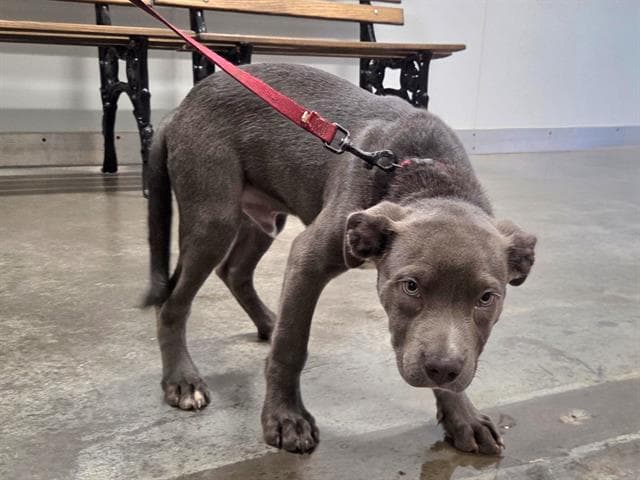 Kai - Pit Bull Terrier