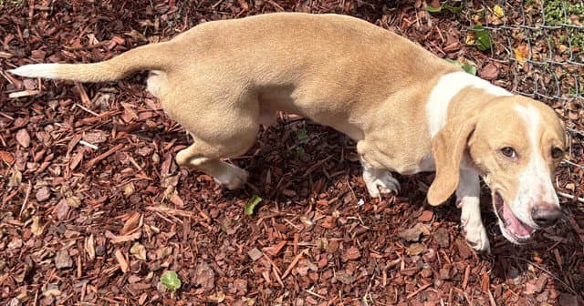 Hickory - Basset Hound