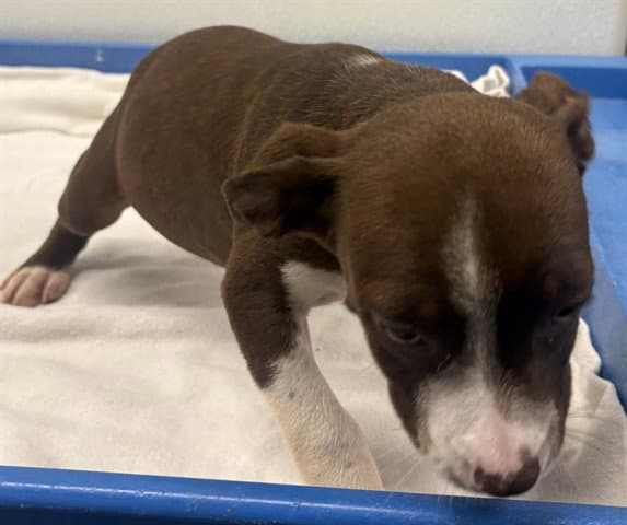 Conway - Pit Bull Terrier