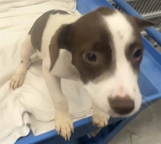 Merle - Pit Bull Terrier