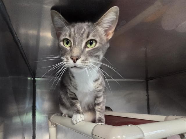 Watson - Domestic Short Hair