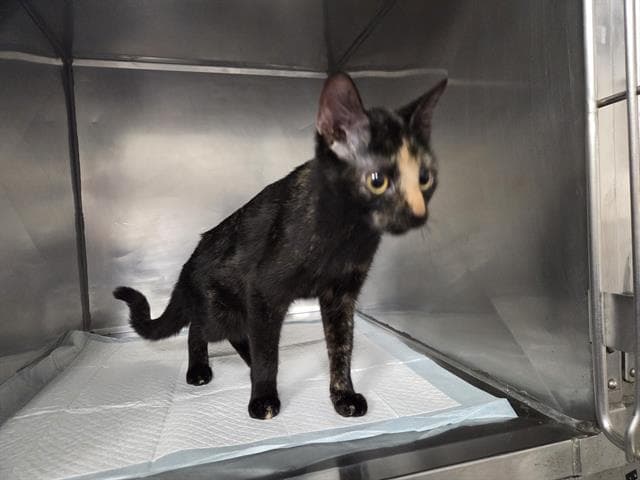 Loralie - Domestic Short Hair