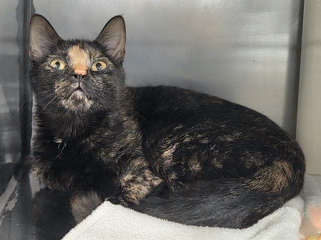 Loralie - Domestic Short Hair