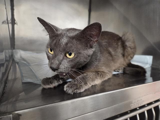 Savanah - Domestic Short Hair