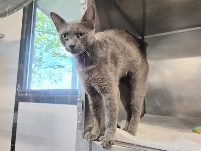 Savanah - Domestic Short Hair