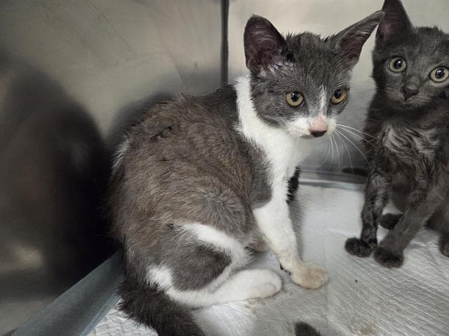 Penne - Domestic Short Hair