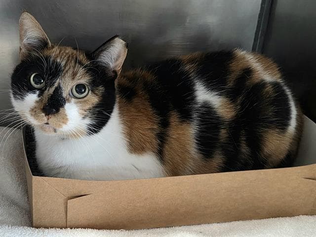 Luna - Domestic Short Hair