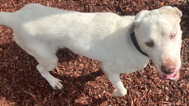 Que - Labrador Retriever