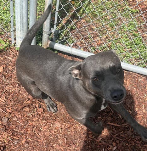 Jewels - American Pit Bull Terrier