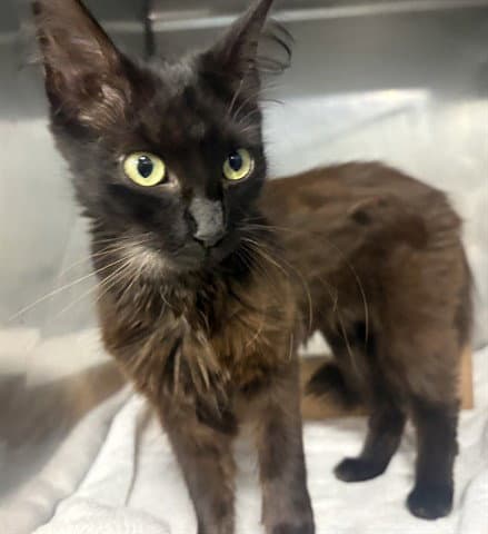 Summer - Domestic Short Hair