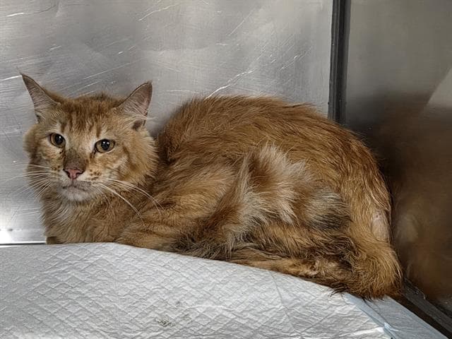 Mosbey - Domestic Medium Hair