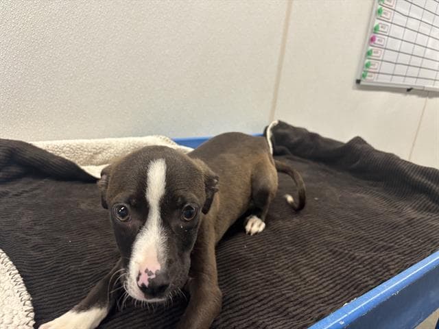 Hailey - Pit Bull Terrier