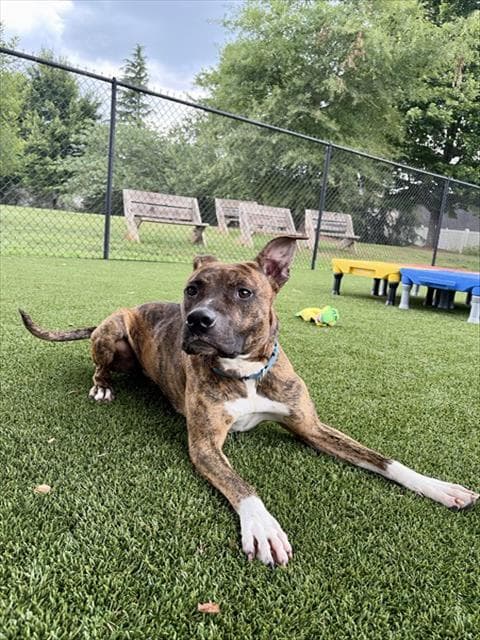 Benji - Pit Bull Terrier