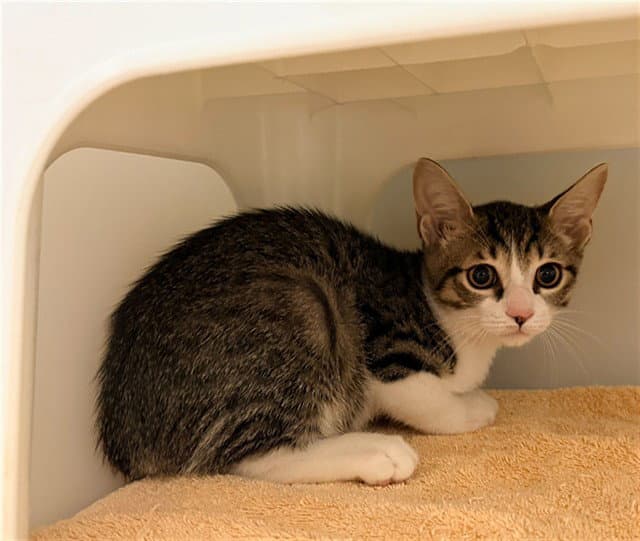 Fudgy Flan - Domestic Short Hair