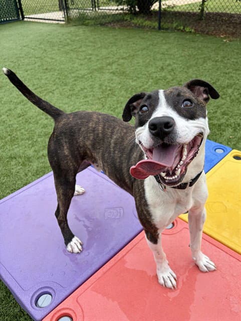 Taz - Pit Bull Terrier