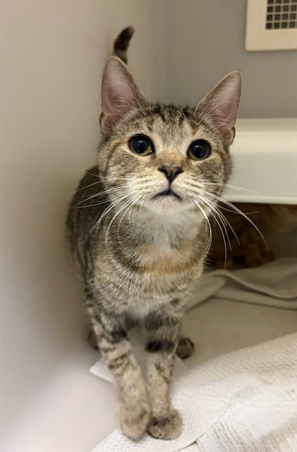 Honeycomb - Domestic Short Hair