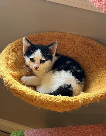 Okra - Domestic Short Hair