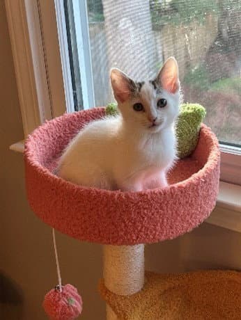 Crispy Onion - Domestic Short Hair
