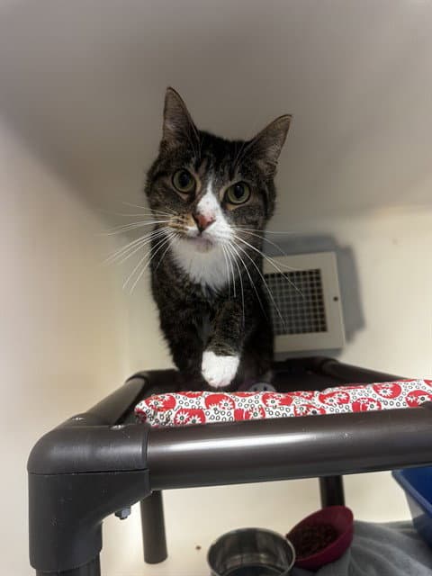 Jess - Domestic Short Hair