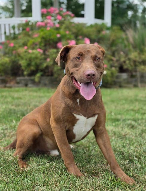 Lark - Pit Bull Terrier