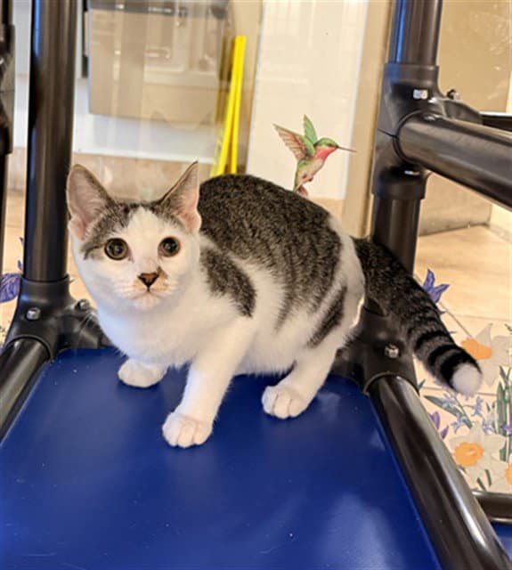 Shrimp - Domestic Medium Hair