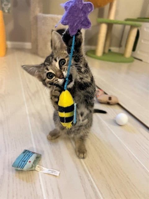 Jalapeno - Domestic Short Hair