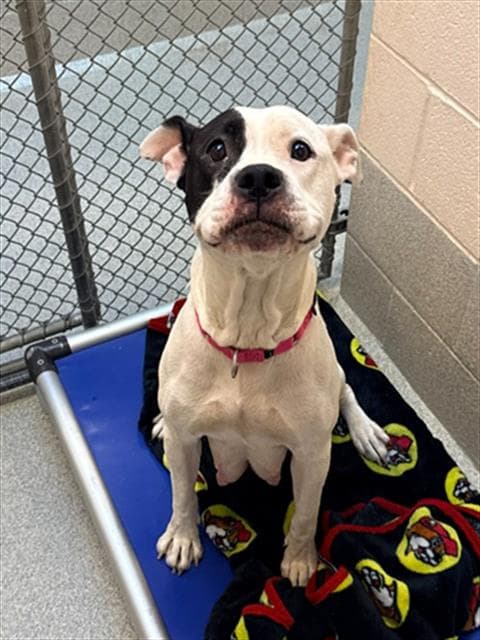 Molly - Pit Bull Terrier