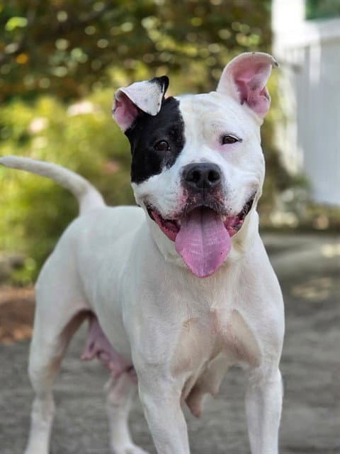 Molly - Pit Bull Terrier