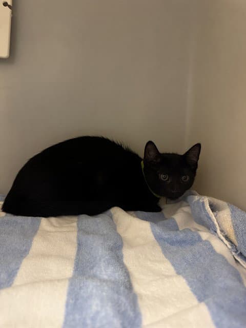 Sand Scraper - Domestic Short Hair