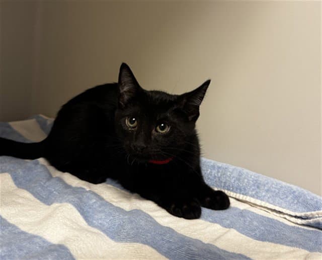 Shovel - Domestic Short Hair