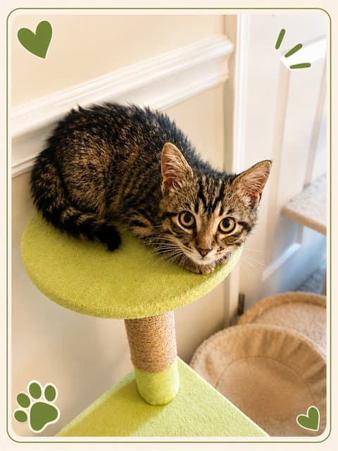 Bruce - Domestic Short Hair