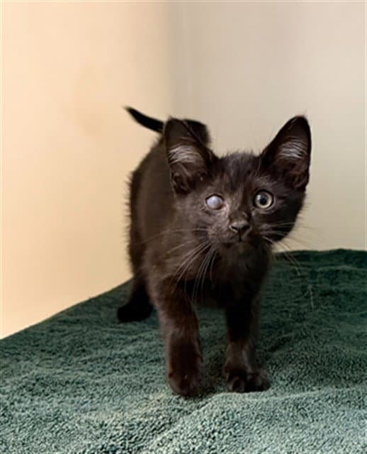 Tito - Domestic Short Hair