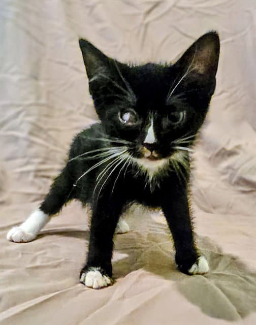 Grouper - Domestic Short Hair
