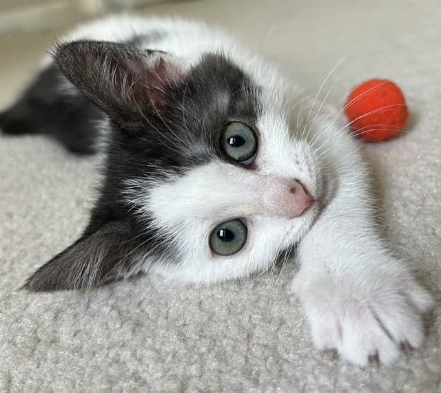 Sushi - Domestic Short Hair
