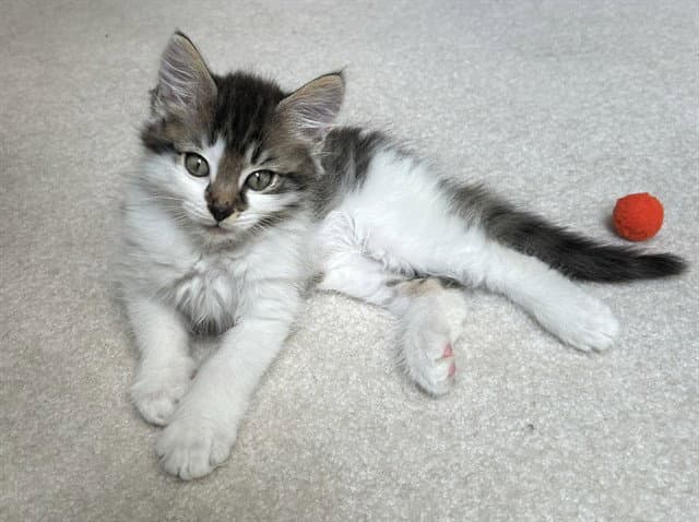 Mango - Domestic Long Hair