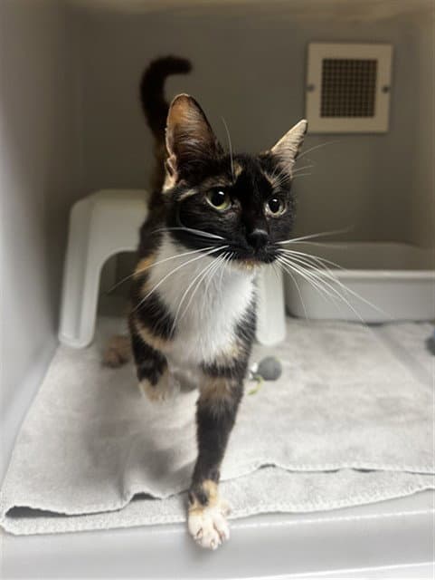 Unknown - Domestic Short Hair