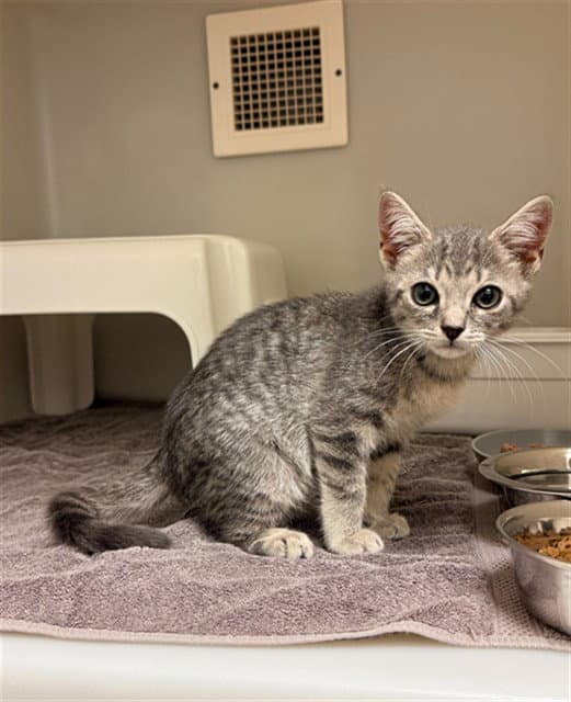 Cronan - Domestic Short Hair