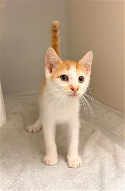Cherrio - Domestic Short Hair