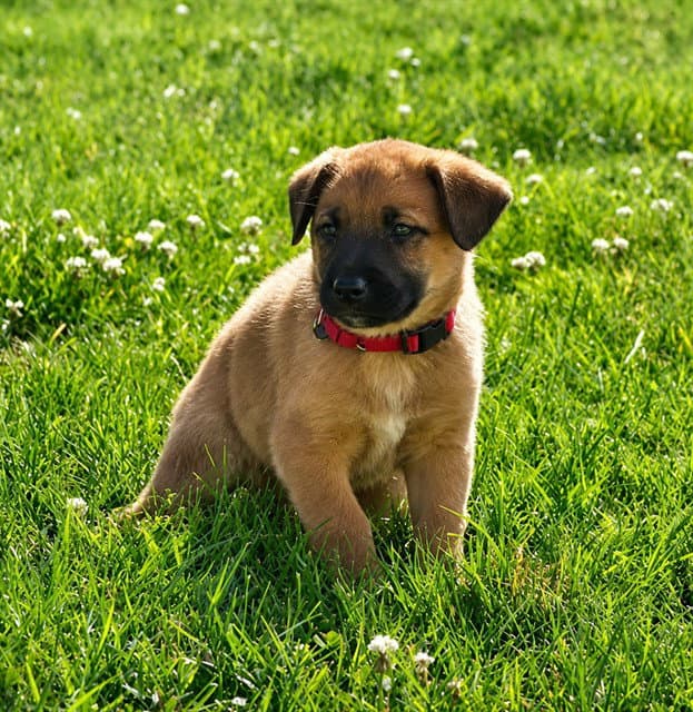 Barnaby - Australian Cattle Dog/Blue Heeler