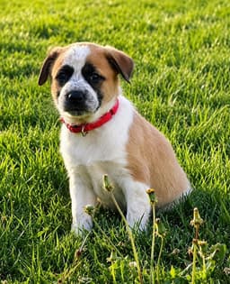 Bernard image 1