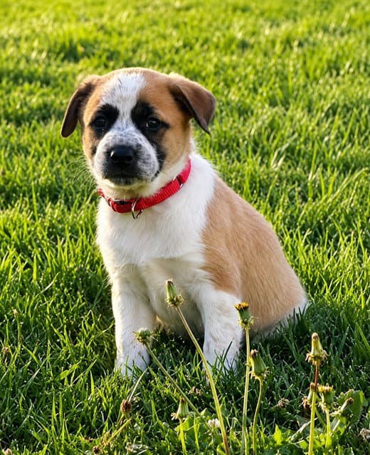 Bernard - Australian Cattle Dog/Blue Heeler