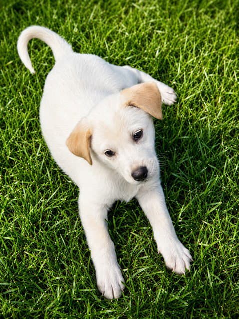 William - Australian Cattle Dog/Blue Heeler