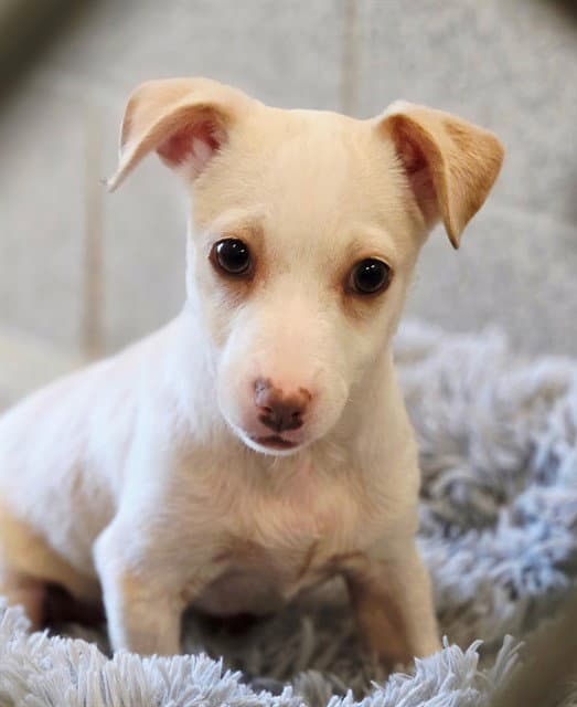 Yangtze - Chihuahua